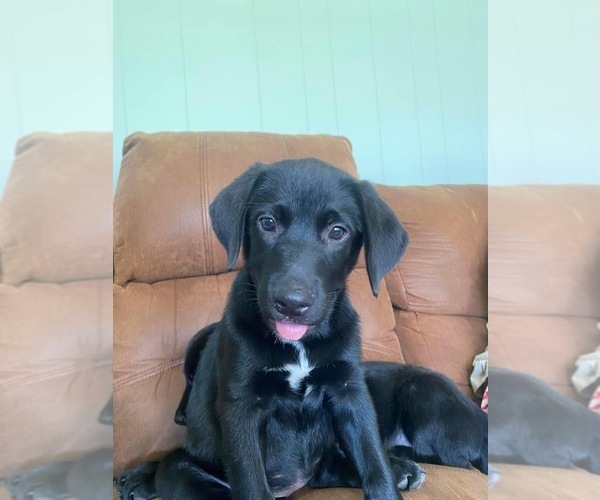 Medium Photo #4 Shepradors Puppy For Sale in GLADYS, VA, USA