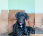 Small Photo #4 Shepradors Puppy For Sale in GLADYS, VA, USA
