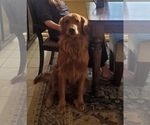 Small #30 Golden Retriever