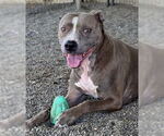 Small American Pit Bull Terrier