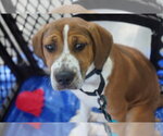 Small #1 Mutt