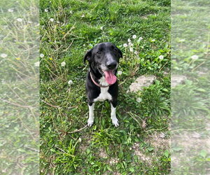 Mutt Dogs for adoption in Osgood, IN, USA