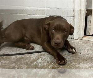 Border Collie-Unknown Mix Dogs for adoption in San Andreas, CA, USA