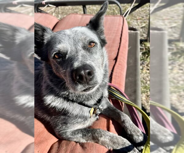 Medium Photo #8 Mutt Puppy For Sale in Elmsford, NY, USA