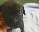 Small Photo #2 Cane Corso Puppy For Sale in MOORESVILLE, NC, USA