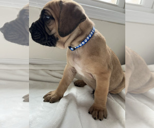 Cane Corso Litter for sale in WILMORE, KY, USA