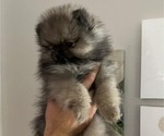 Small #6 Pomeranian
