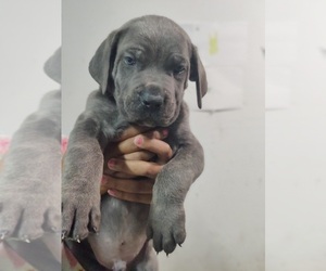 Cane Corso Puppy for sale in AVONDALE, AZ, USA
