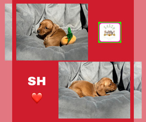 Dachshund Puppy for sale in BENNINGTON, OK, USA