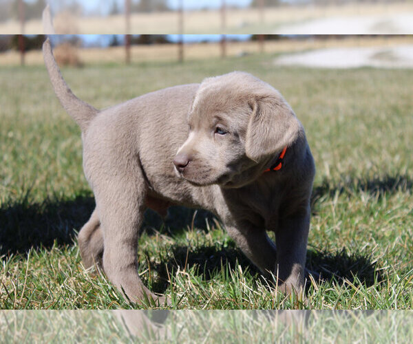Medium Photo #4 Labrador Retriever Puppy For Sale in MARSHFIELD, MO, USA