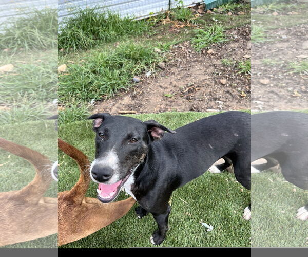 Medium Photo #3 Labrador Retriever-Plott Hound Mix Puppy For Sale in Tracy City, TN, USA