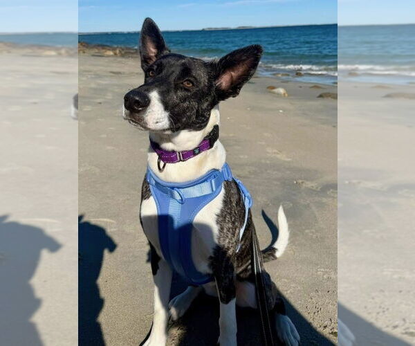 Medium Photo #5 Labrador Retriever-Unknown Mix Puppy For Sale in Brewster, NY, USA