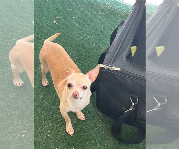 Medium Photo #4 Chihuahua Puppy For Sale in MIDWAY, UT, USA