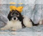 Small Photo #4 Poodle (Standard)-Saint Berdoodle Mix Puppy For Sale in HOLDEN, MO, USA