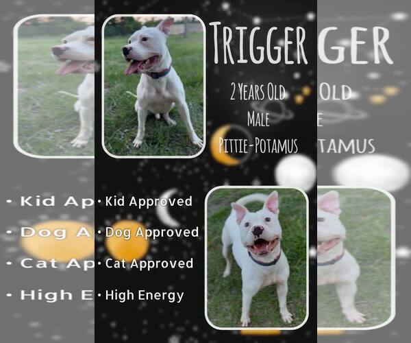 Medium Photo #1 Mutt Puppy For Sale in Jacksonville, NC, USA