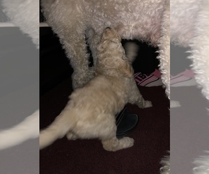 Goldendoodle-Poodle (Standard) Mix Puppy for sale in NEW LENOX, IL, USA