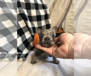French Bulldog Puppy for sale in TRACYS LANDING, MD, USA
