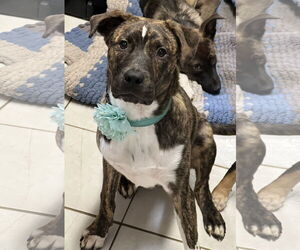 American Staffordshire Terrier-Mountain Cur Mix Dogs for adoption in Phoenix, AZ, USA