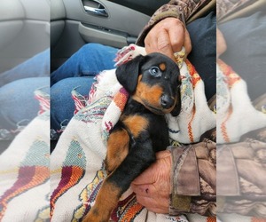 Doberman Pinscher Puppy for sale in LENOIR, NC, USA