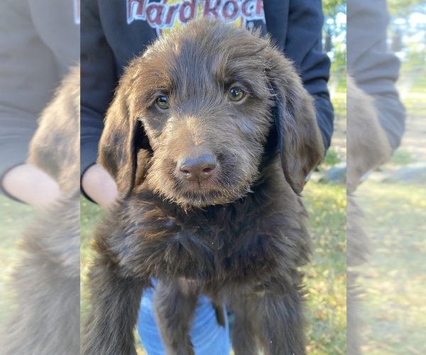 Medium Photo #25 Goldendoodle-Newfoundland Mix Puppy For Sale in MORRIS, MN, USA