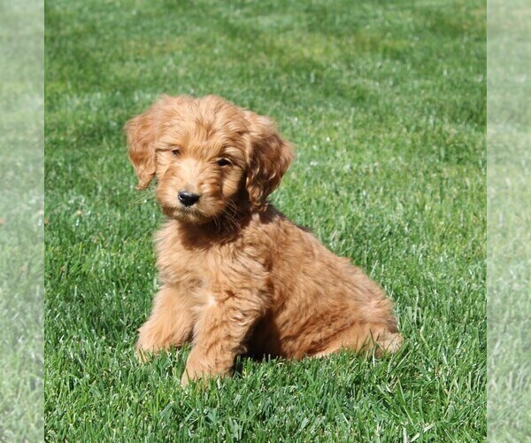 Medium Photo #1 Goldendoodle Puppy For Sale in EPHRATA, PA, USA