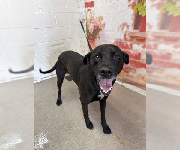 Medium Photo #1 Mutt Puppy For Sale in San Bernardino, CA, USA