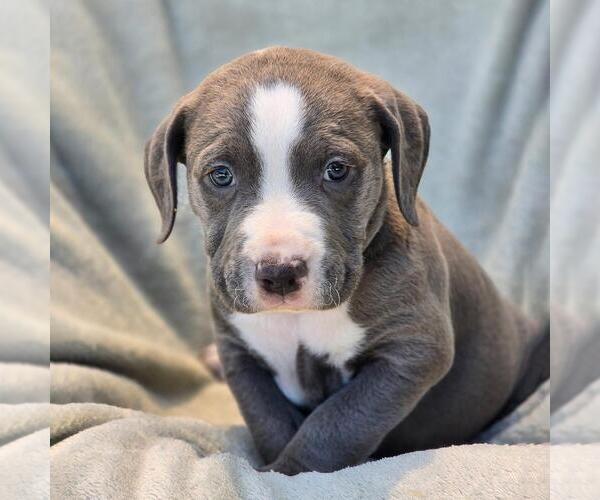 Medium Photo #2 Labrador Retriever-Unknown Mix Puppy For Sale in San Diego, CA, USA