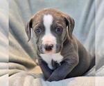 Small #1 Labrador Retriever Mix