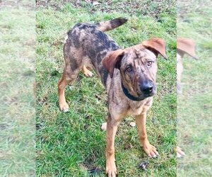 Catahoula Leopard Dog-Unknown Mix Dogs for adoption in Seattle, WA, USA
