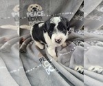 Small Photo #1 YorkiePoo Puppy For Sale in GRANDVILLE, MI, USA