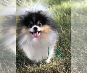 Father of the Pomsky puppies born on 08/05/2019