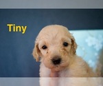 Small #3 Goldendoodle