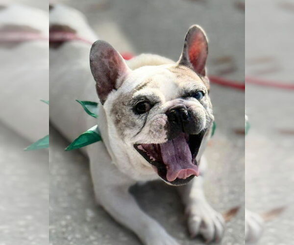 Medium Photo #2 Mutt Puppy For Sale in Valrico, FL, USA