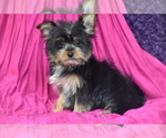 Small #1 Yorkshire Terrier