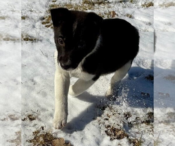 Medium Photo #5 Border Collie Puppy For Sale in FAIR HAVEN, MI, USA