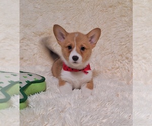 Pembroke Welsh Corgi Puppy for sale in ARROYO GRANDE, CA, USA