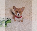 Small Pembroke Welsh Corgi