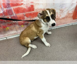 Saint Bernard-Unknown Mix Dogs for adoption in San Bernardino, CA, USA