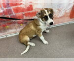 Small Saint Bernard Mix