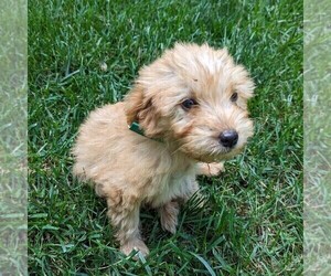 Goldendoodle Puppy for sale in NEW HOLLAND, PA, USA