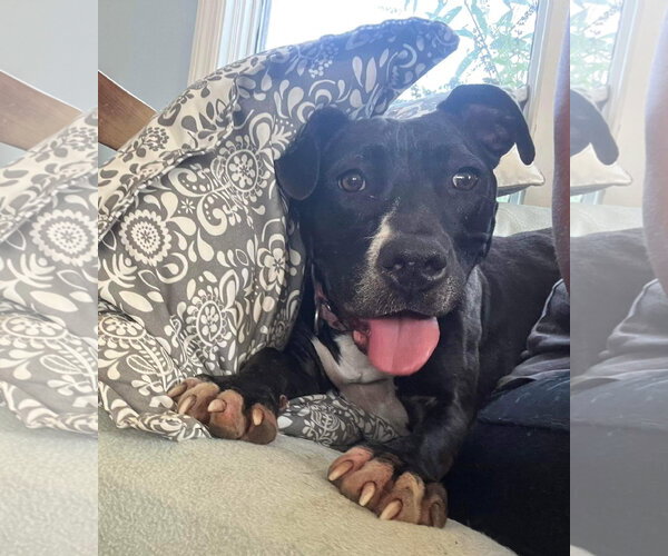 Medium Photo #30 American Pit Bull Terrier-Unknown Mix Puppy For Sale in Germantown, OH, USA