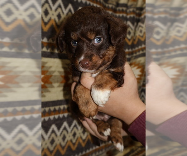 Medium Photo #5 Miniature Australian Shepherd Puppy For Sale in ADAIR VILLAGE, OR, USA