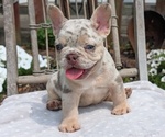 Puppy Echo French Bulldog