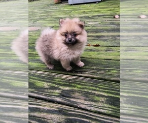 Pomeranian Puppy for sale in MARLTON, NJ, USA