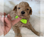 Puppy Gus Green Poodle (Miniature)