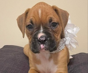 Bull-Boxer Puppy for Sale in COPPERHILL, Tennessee USA