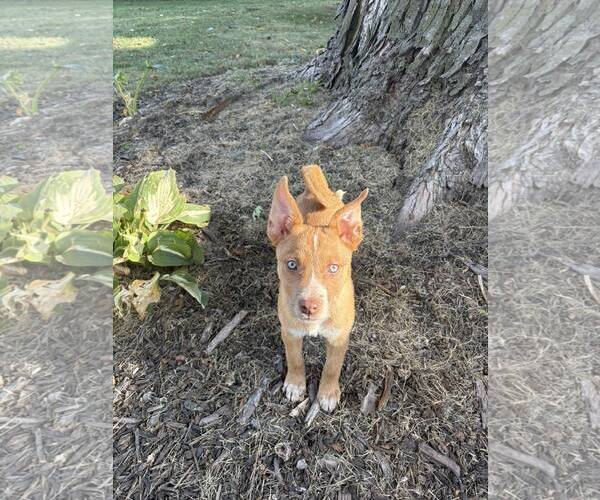 Medium Photo #2 Boxer-Huskies  Mix Puppy For Sale in Sheboygan, WI, USA