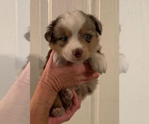 Miniature Australian Shepherd Puppy for sale in FORT MORGAN, CO, USA