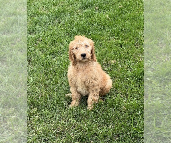 Medium Photo #3 Goldendoodle Puppy For Sale in BEECH GROVE, IN, USA