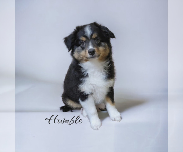 Medium Photo #1 Miniature Australian Shepherd Puppy For Sale in OCTAVIA, OK, USA